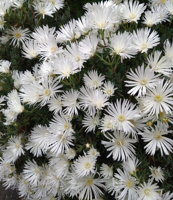 松葉菊いっぱい♪